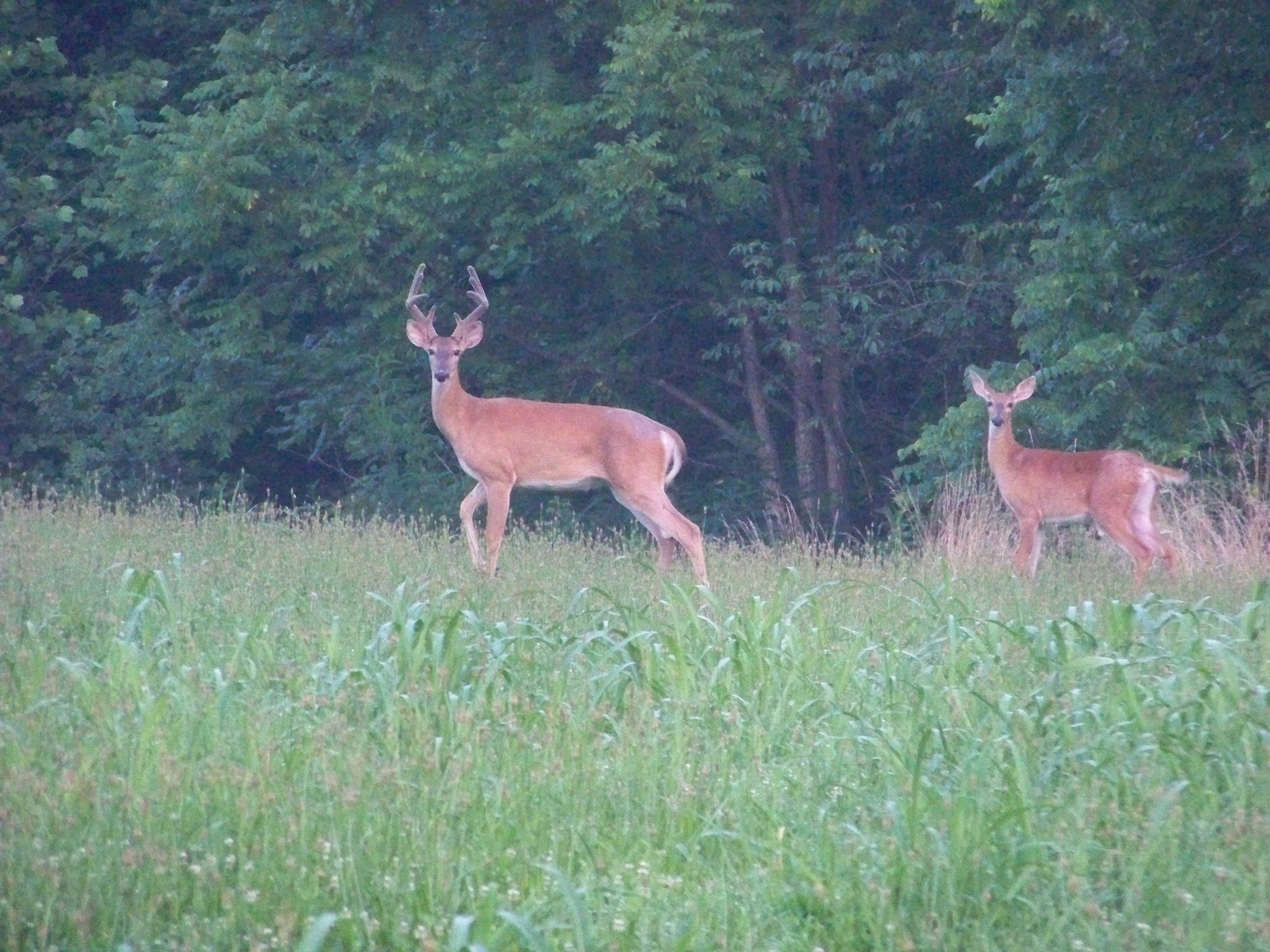 Protecting our Deer from Chronic Wasting Disease